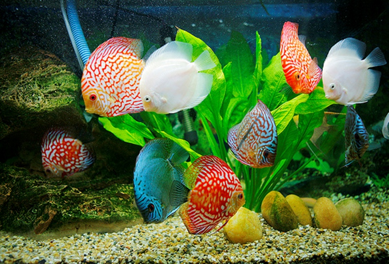 XỬ LÝ NƯỚC GIẾNG KHOAN ĐỂ NUÔI CÁ CẢNH